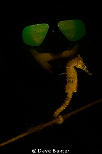 my dive buddy 'aving a look at a seahorse by Dave Baxter 